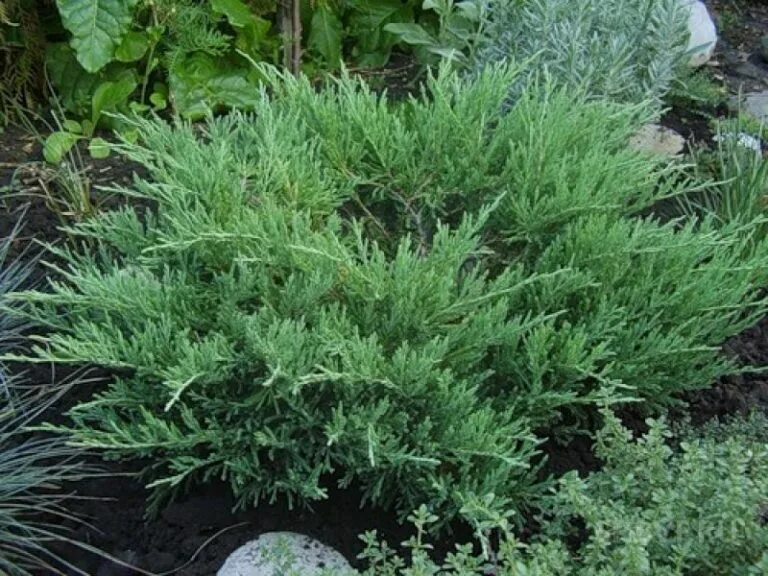 можжевельник горизонтальный грин карпет. Juniperus horizontalis andorra compact. можжевельник андорра. можжевельник андорра компакт описание. можжевельник горизонтальный andorra compacta.