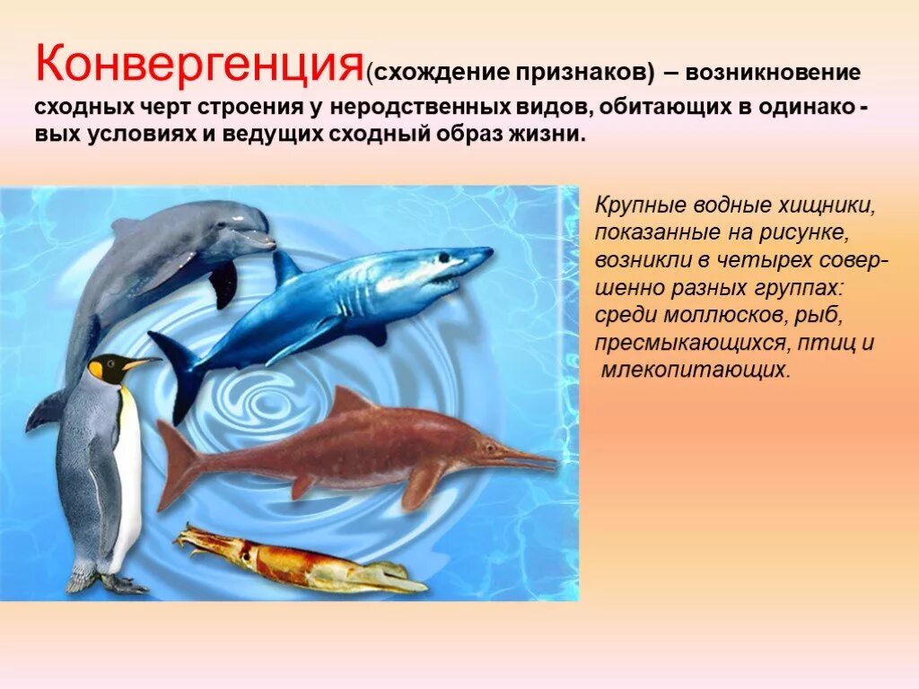 Конвергенция это в биологии. Примеры конвергентной эволюции в биологии. Конвергенция акула Ихтиозавр Дельфин. Конвергенция признаков у животных.