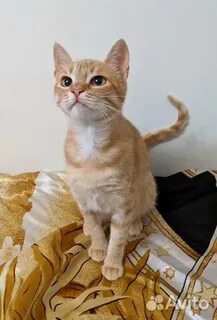 Котята в новороссийске