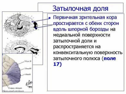 Конвекситально головной мозг