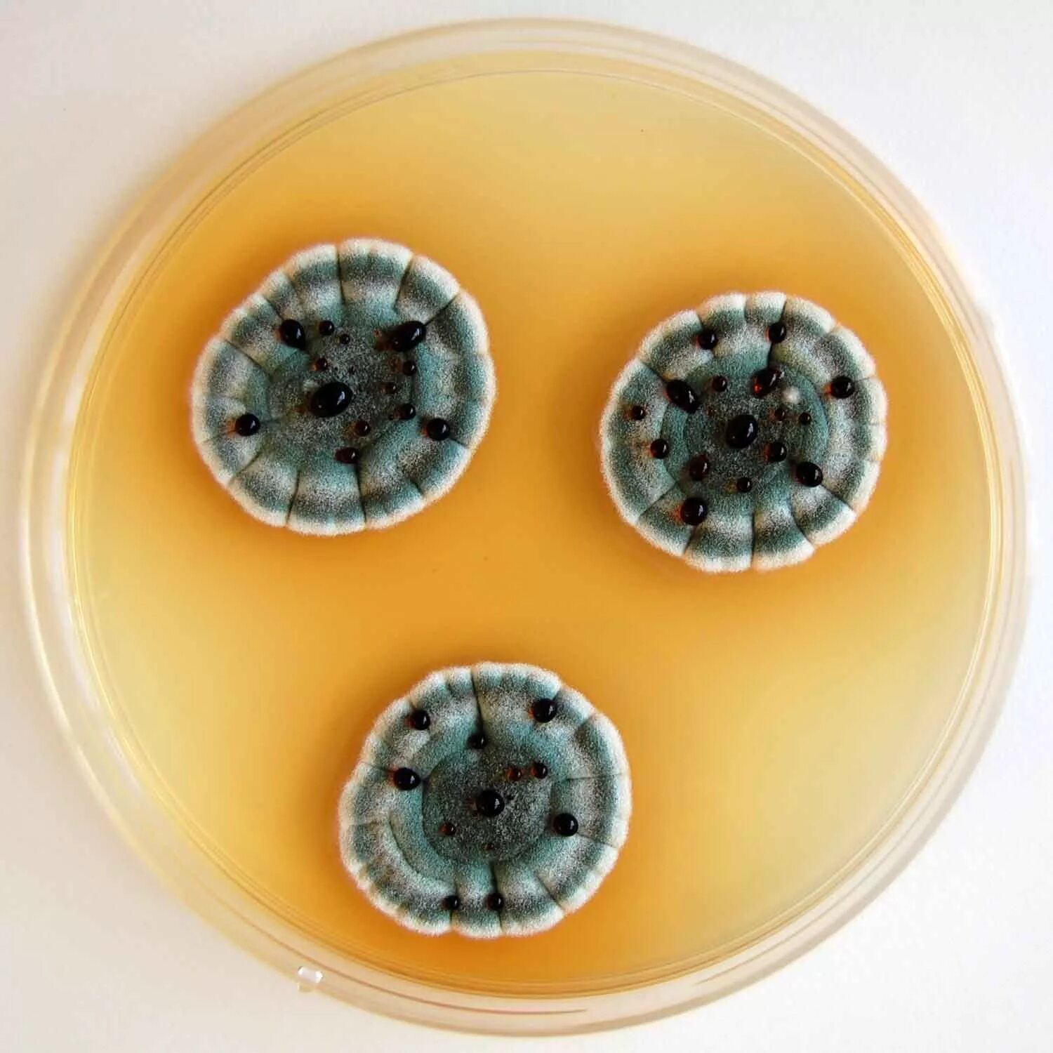 Колонии грибов в чашке петри. Aspergillus sydowii. Плесень аспергиллус. Aspergillus и Penicillium. Грибы Aspergillus flavus.