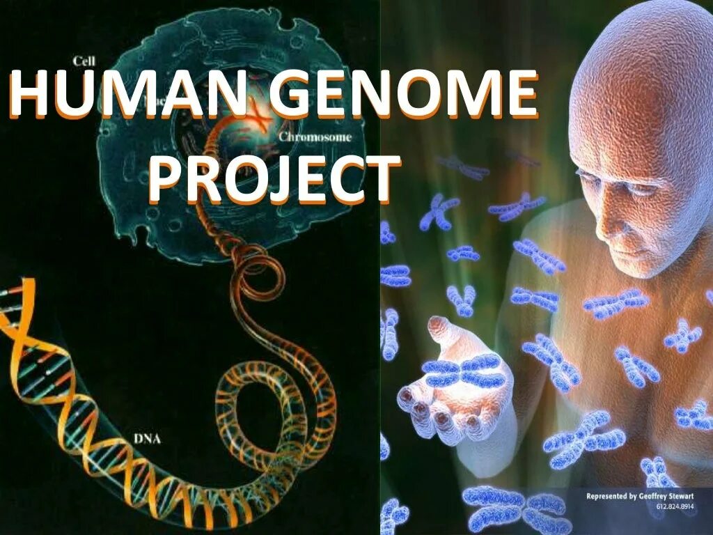 Геном человека определить. Человека" ("Human Genome Project") .. Программа геном человека. Международная программа геном человека. Международный проект геном человека.