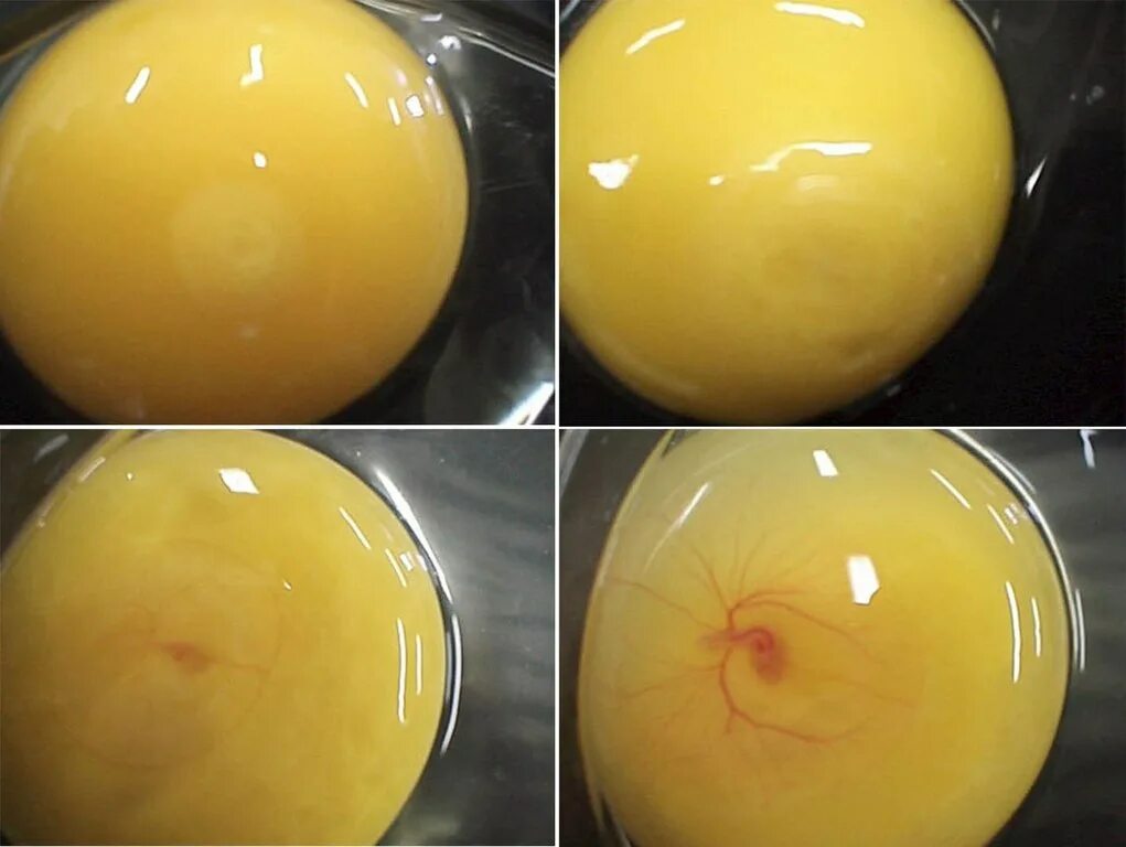 Оплодотворенное ли яйцо