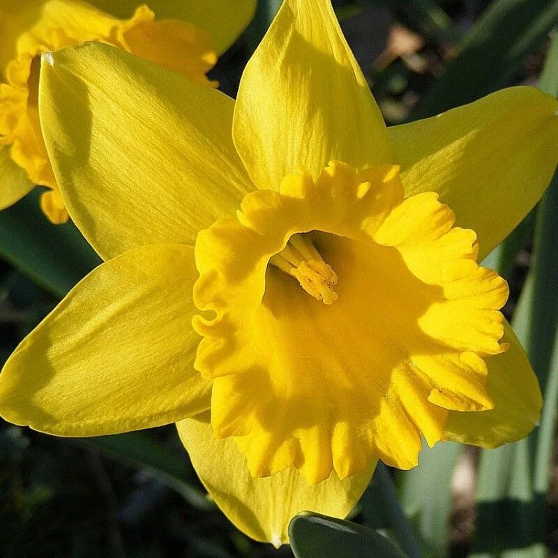 Нарцисс датч мастер фото. Нарцисс narcissus dutch master. Сорт нарцисса датч мастер. Нарцисс датч мастер. Голландские нарциссы.