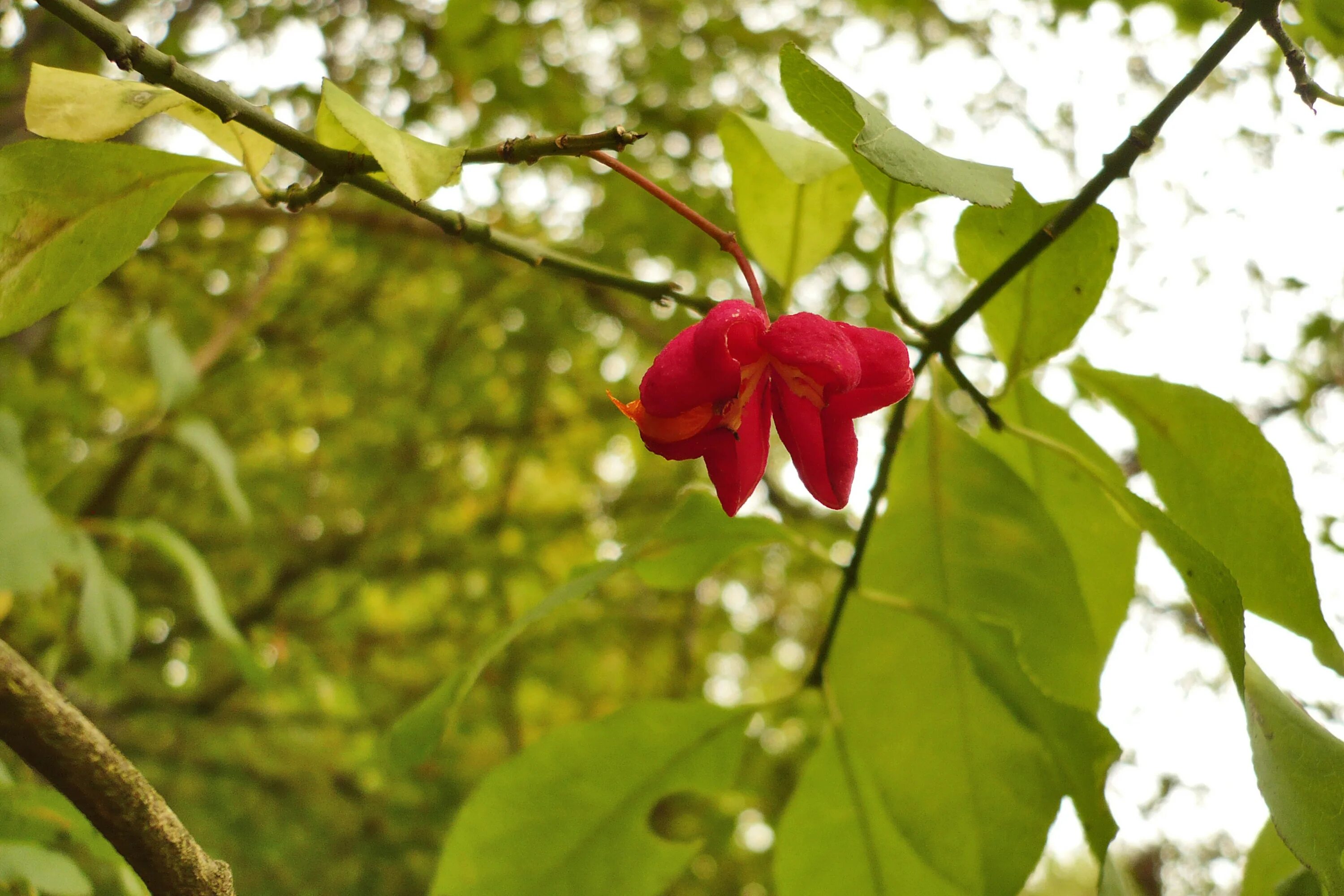 бересклет дикорастущее растение. бересклет европейский бородавчатый. бересклет европейский бородавчатый. бересклет европейский плоды. бересклет коопмана.