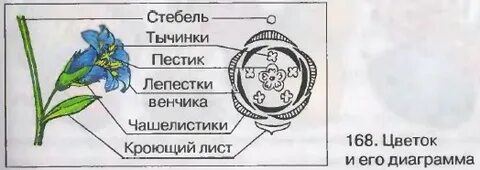 Кроющий лист