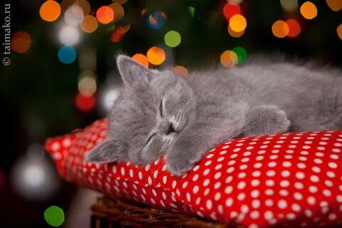 Картинки спокойной ночи с котиками для девушки
