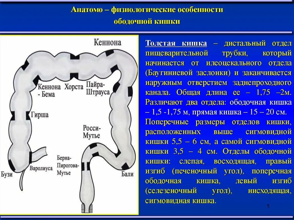 Область сигмы. Обозначьте отделы Толстого кишечника. Проксимальные и дистальные отделы Толстого кишечника. Ректосигмоидный отдел толстой кишки. Проксимальный отдел Толстого кишечника.