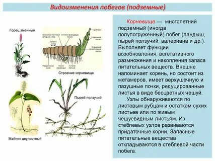 Видоизменения корневища ландыша