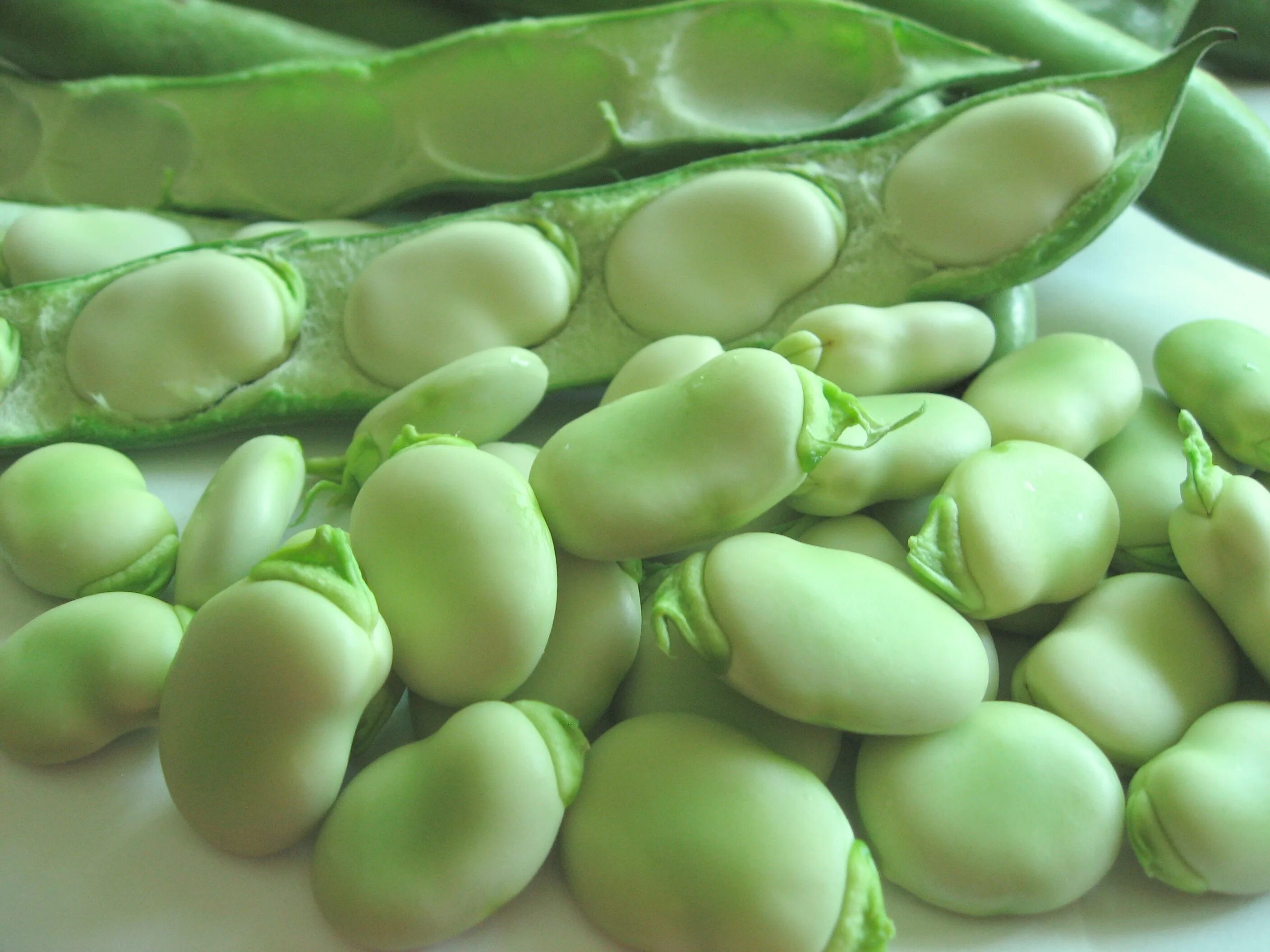 Бобы домашние. Бобы (vicia faba).. фасоль фава. бобы фава растение. семена бобы саттон, ~50 шт..
