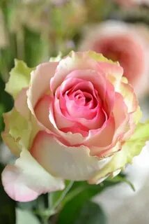 Dancing rose