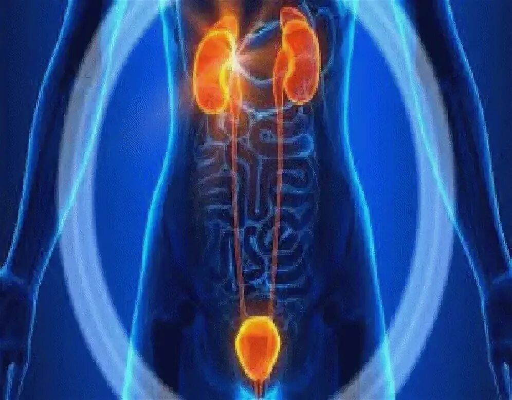 Prostate gif. Prostate gif