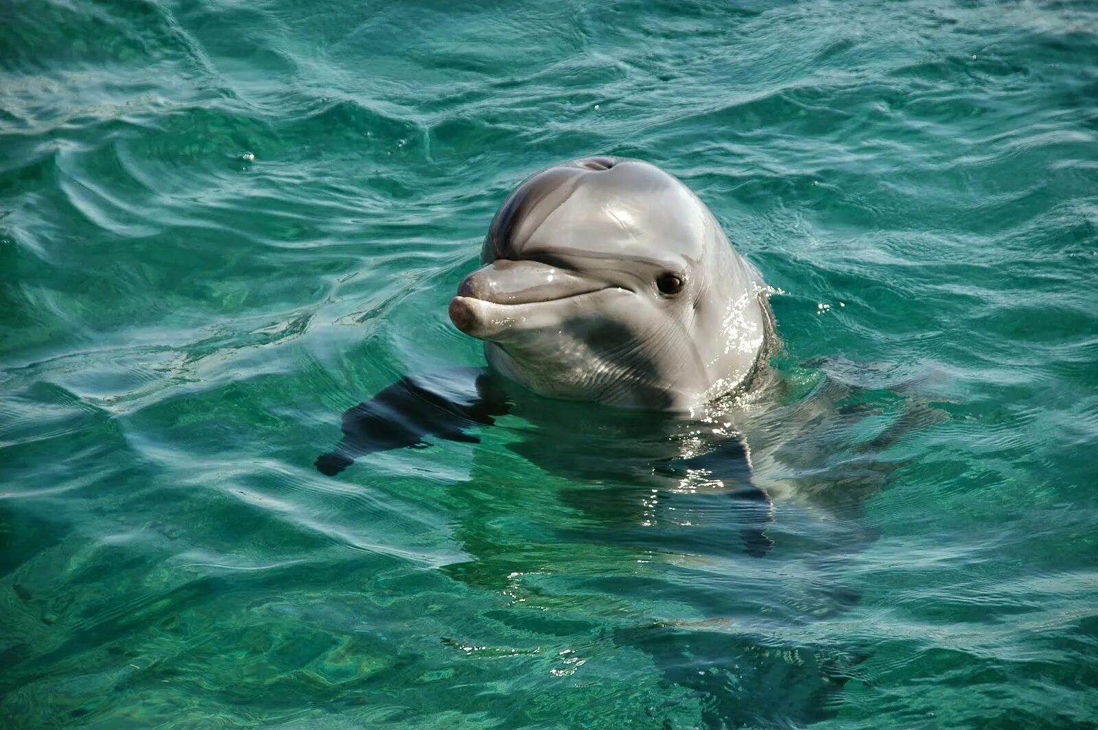 Дельфир. Дельфин-Афалина. Бутылконосый Дельфин. Милые дельфины. Дельфин в море.