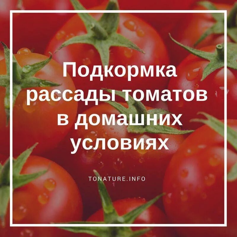 Сорт томатов любимый праздник отзывы. Томат любимый праздник. Томат Саратовские. Янтарная кислота для помидор. Люблю помидоры.