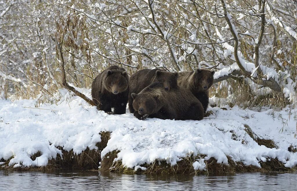 Охота на медведя на кольском полуострове