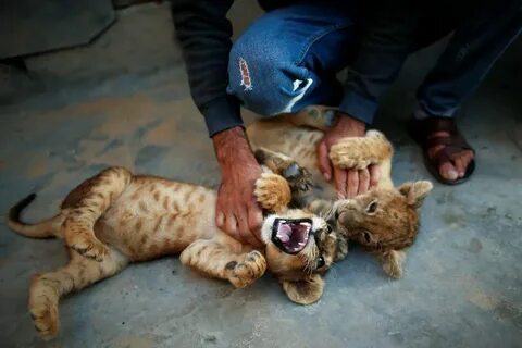 Lion pets