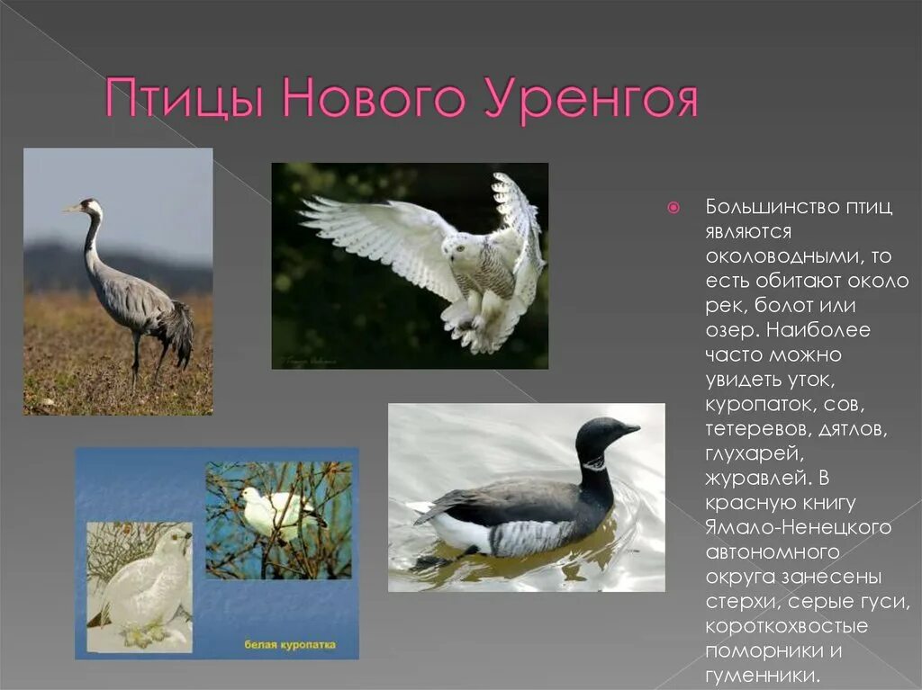Животные красной книги янао фото и описание Внеклассное мероприятие "Край, в котором мы живём"