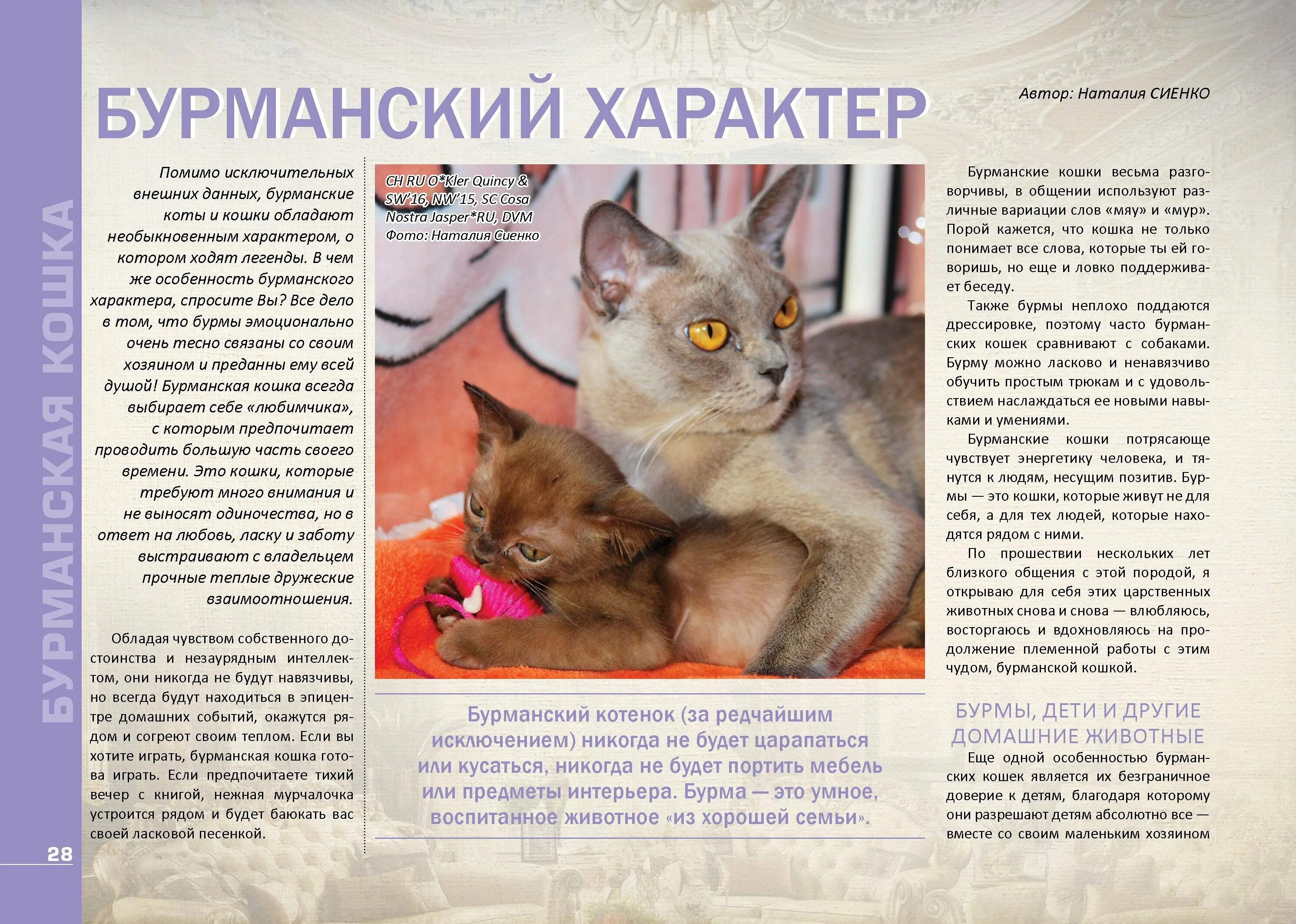 Вес бурманского котенка по месяцам таблица Натахочка : БУРМЫ- шелковые пантеры. Питомник бурманских кошек "NATIZE". Бурмики