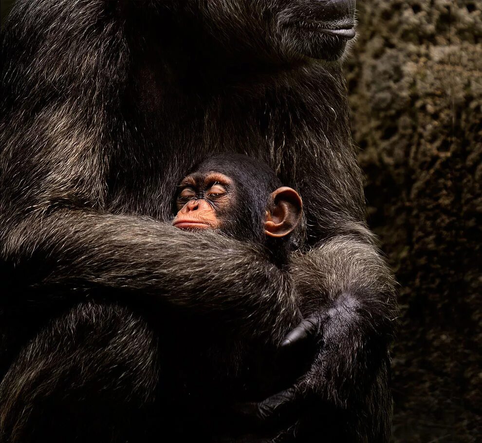 Самое умное животное на земле. Самое умное животное на земле. Шимпанзе нгого. Самая умная обезьяна в мире. Бонобо человекообразные обезьяны.