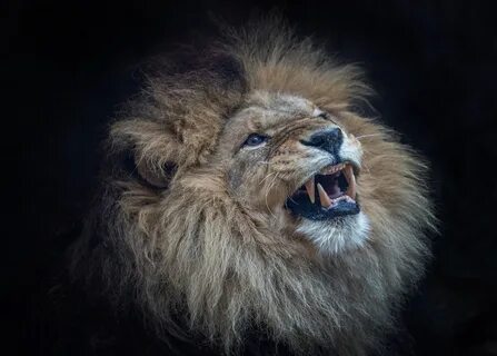 Смешной лев картинки