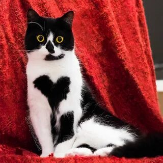 Кошки белый черный красные