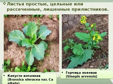 Листья крестоцветных растений