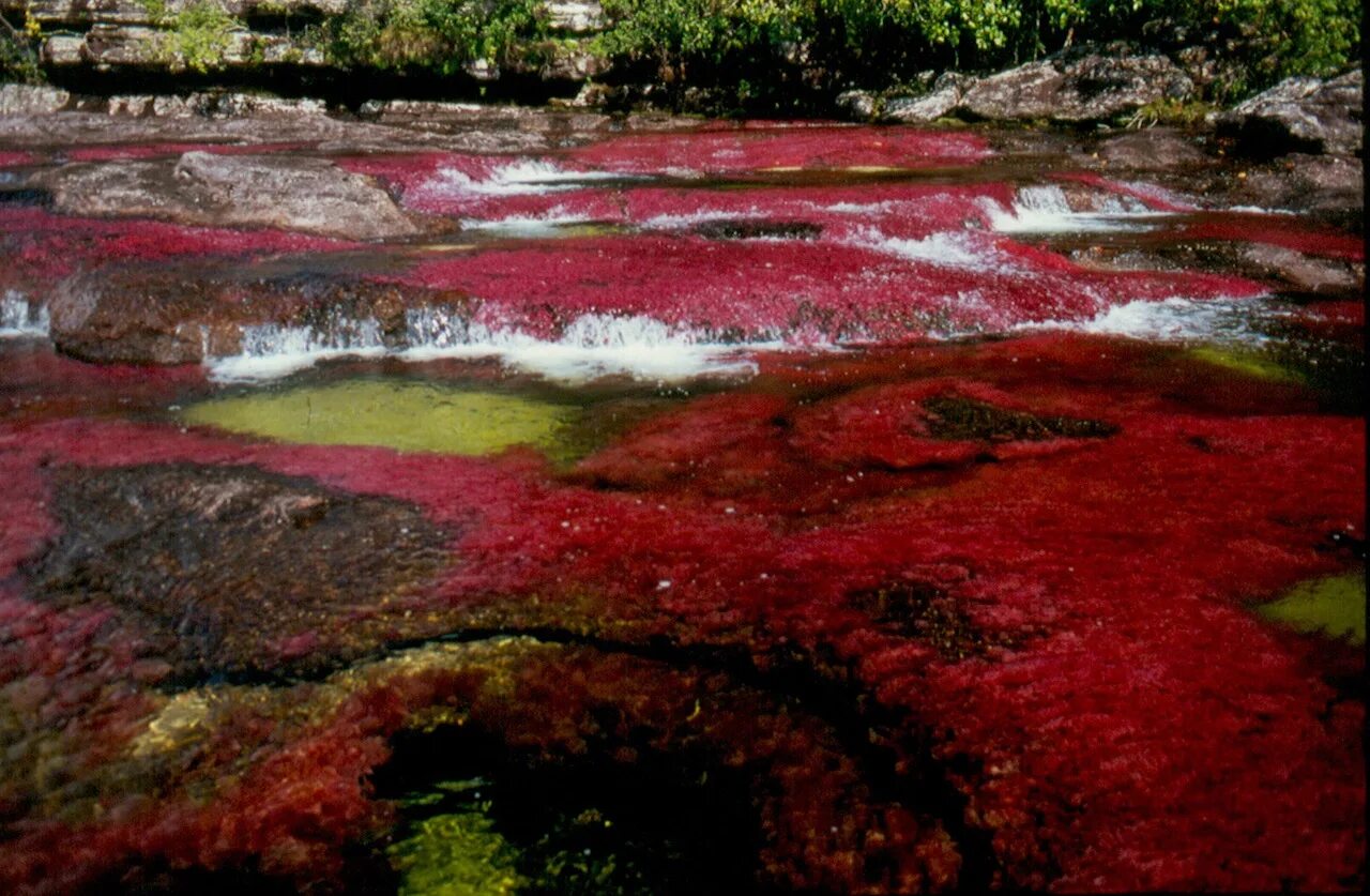 Самая теплая река в мире. Река Каньо-Кристалес Колумбия. Разноцветная река Каньо-Кристалес (Колумбия). Каньо Кристалес река пяти цветов. 6. Река Каньо-Кристалес, Колумбия.