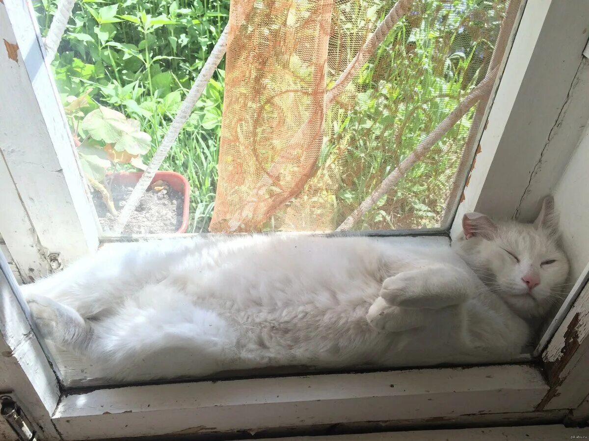 Спать на балконе. Кот на окне. Спящий кот на подоконнике. Коты на подоконнике. Котик у окна.