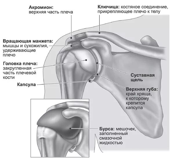 Внутренняя поверхность плеча. Плечевой сустав анатомия строение кости. Плечевой сустав анатомия медунивер. Структура плечевого сустава человека анатомия. Акромион ключицы и лопатки.