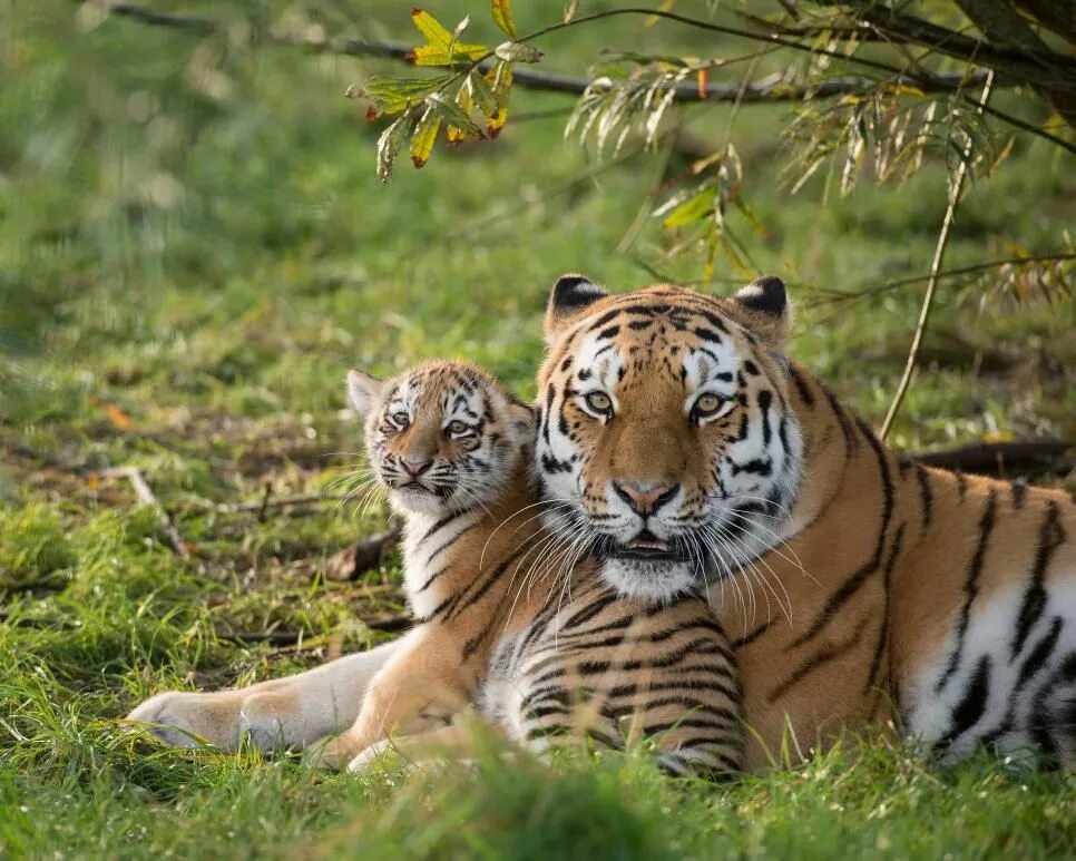Русский тигр. Тигр на снегу. Russian tigers. Амурский тигр. Russian tigers.