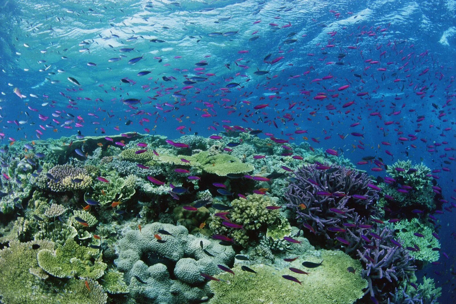 Рифы в океане. Биогеоценоз кораллового рифа. Барьерный риф в тихом океане. Атлантический океан коралловый риф.