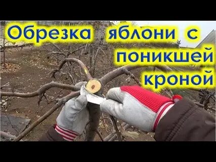 Обрезка яблони видео