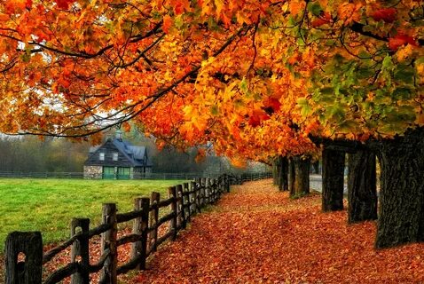 Обои road, tree, fall, nature, autumn, path, glow, leaves, foliage, colorfu...