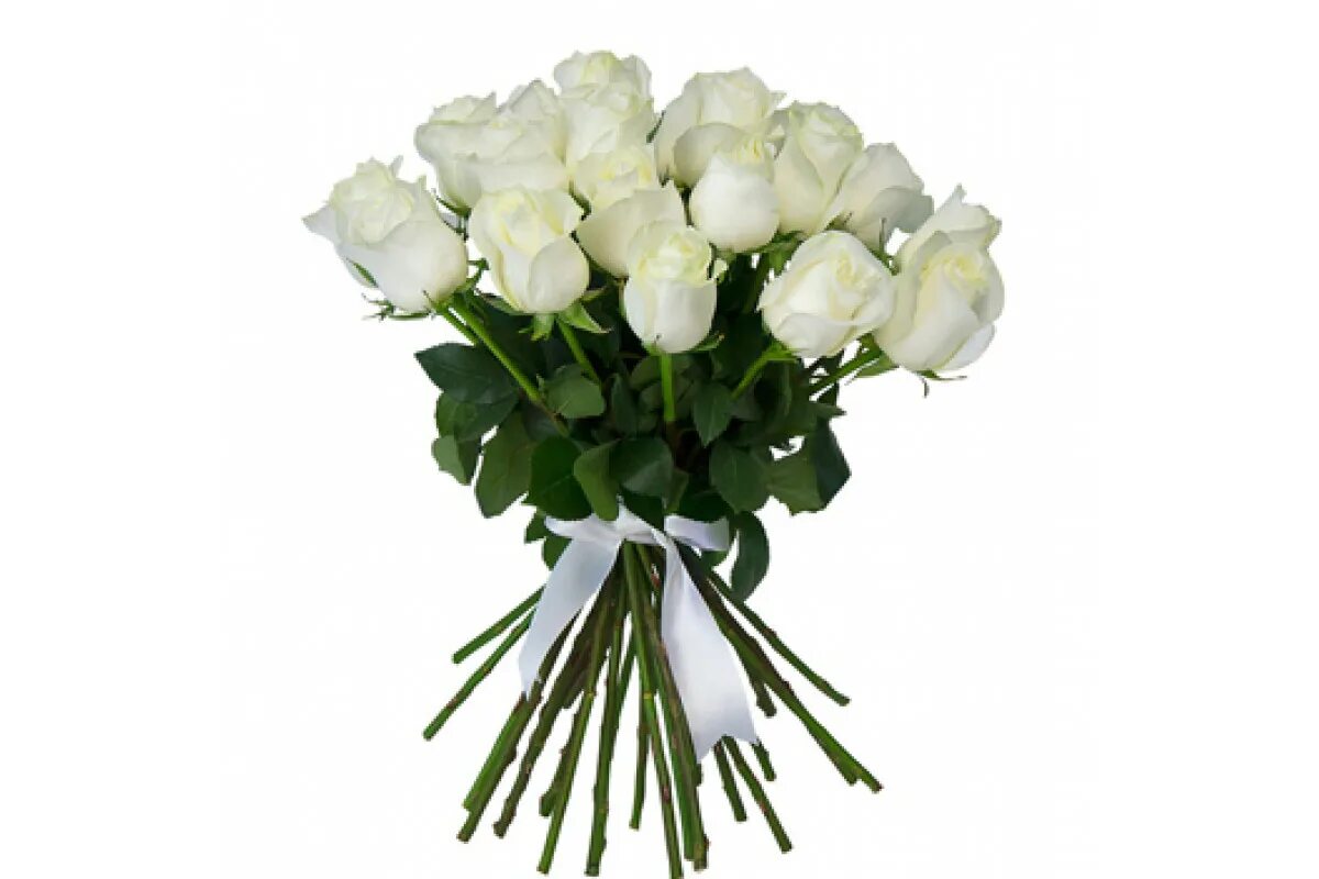 белый букет минусовка. открытки с белыми розами. красивые белые розы. открытки с днем рождения белые розы. белый букет минусовка.