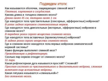 Количество пар нервов отходящих от спинного мозга