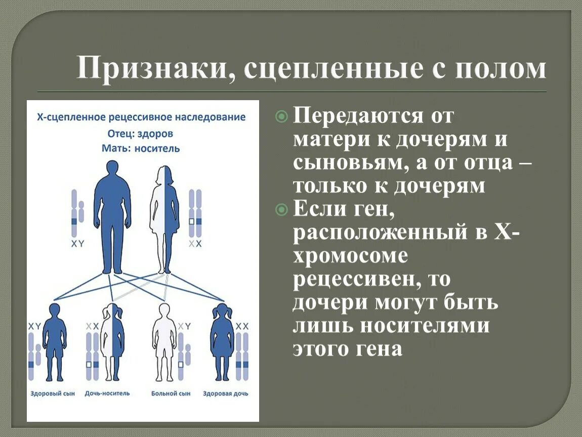 Признаки сцепленные с полом передаются от отца только. Какие признаки передаются от отца к сыну схема. От отца к дочери передаются гены. Что передается по наследству от отца. Процент генов от отца и матери