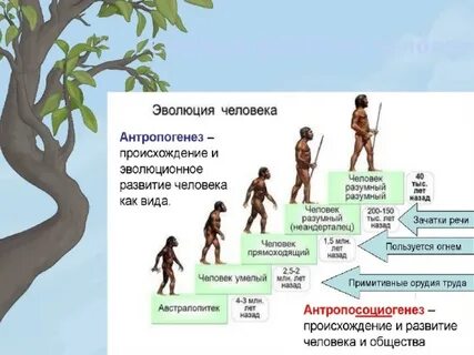Ступени развития жизни общества