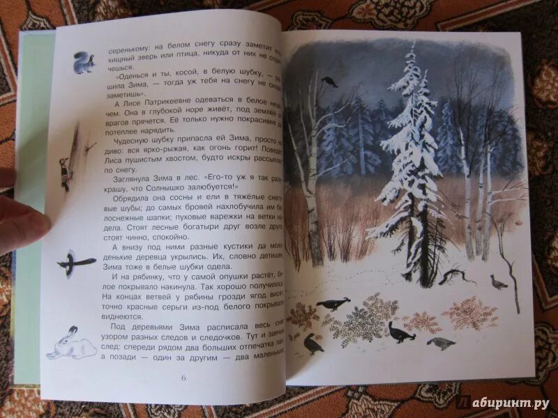 Скребицкий рассказы о животных зимой. Скребицкий зима обрядила сосны. г скребицкий зима обрядила. скребицкий „зима обнарядила. г скребицкий зима обрядила сосны текст.