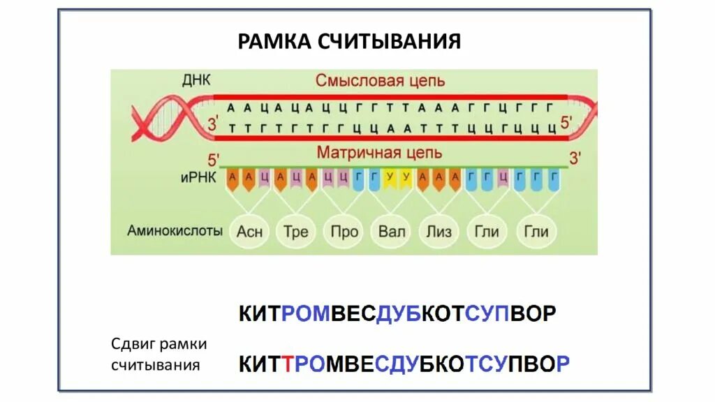 Смысловая и транскрибируемая цепь днк решение. Рамка считывания в биосинтезе белка. Рамка считывания. Мутация сдвига рамки считывания. Сдвиг рамки считывания.