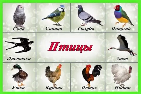 Какие имена птицы