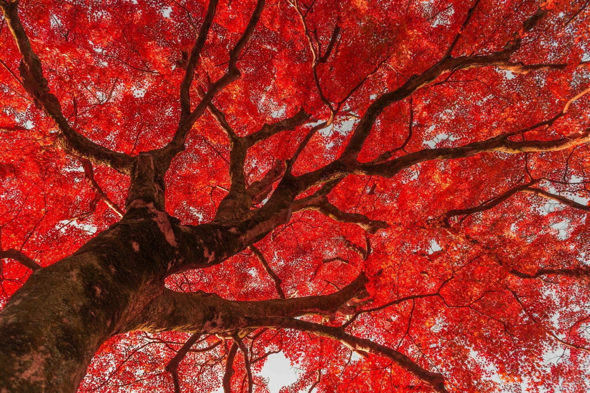 Клен красный acer rubrum. Красное махагониевое дерево. Красное осеннее дерево. Дерево с красными листьями. Клен мелколистный красный.