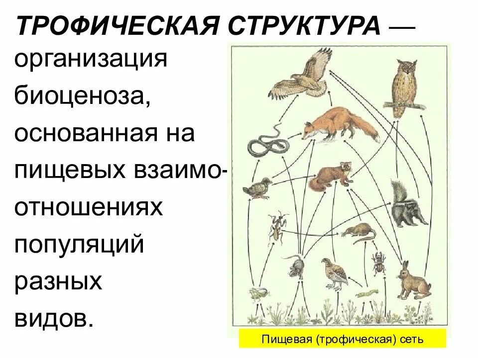 Трофическая структура пищевая связь. Трофическая связь в экосистеме структура. Структура трофической цепи. Пищевая трофическая структура биоценоза. Пищевые связи в экосистеме презентация