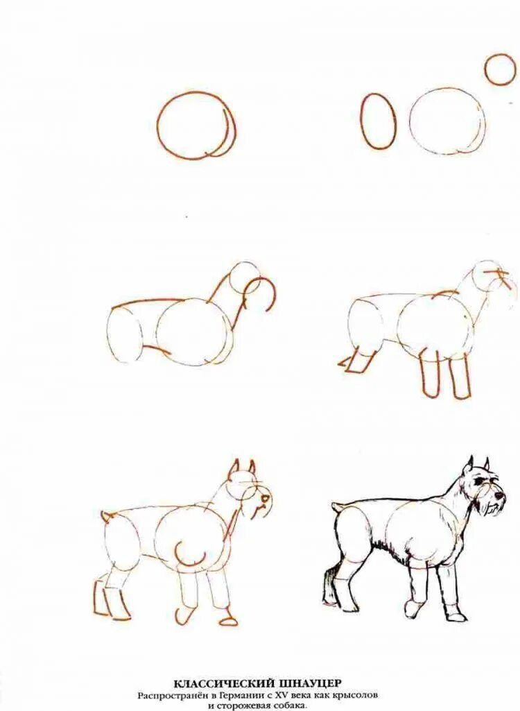 Поэтапное рисование собаки карандашом. Рисунки для срисовки собачки. Рисунок собаки легкий. Рисуем собаку просто. Щенок рисунок карандашом.