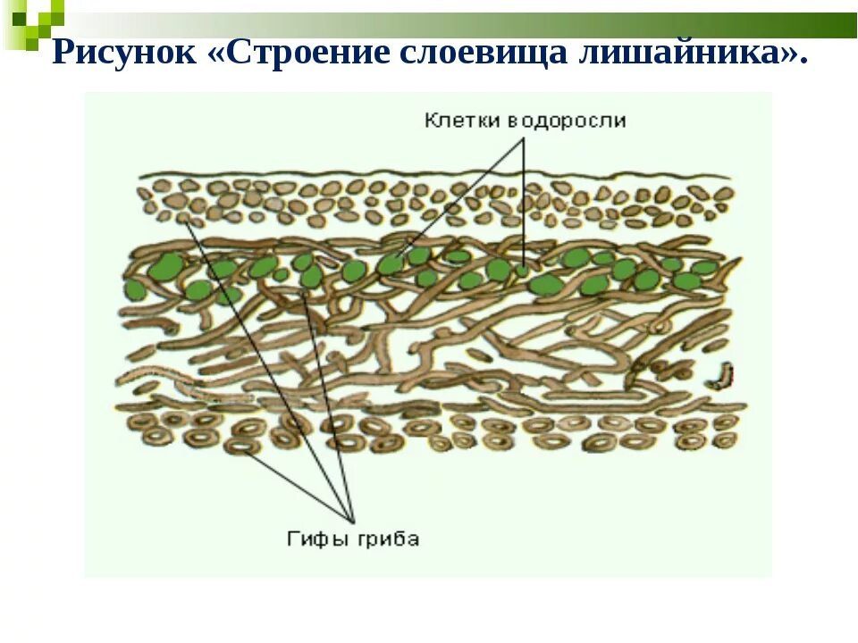 Строение слоевища лишайника. Внутреннее строение лишайника. Строение слоевища лишайников. Модель внутреннего строения лишайника.