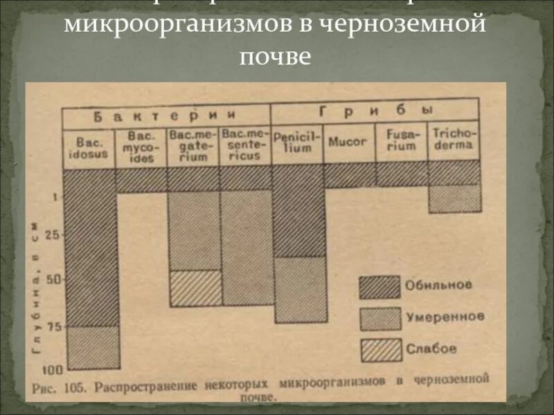 Состав микрофлоры почвы. Почвенная микрофлора. микробиоценоз почвы. микрофлора чернозёмных почв. микрофлора почв структура почвенных микробных сообществ.