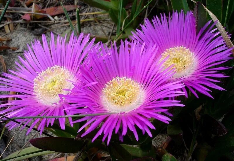Гвоздика китайская империалис. Дицентра формоза. Dianthus flower. Росянка ладанникоцветная. Гвоздика бородатая - dianthus barbatus.