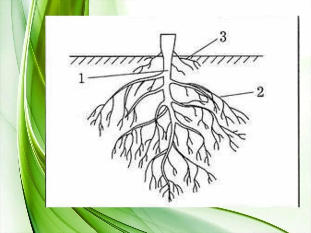 Сравните корневые системы пшеницы и томата. Рисунок строение корня биология 6. Корневые системы без подписей. Корень это биология.