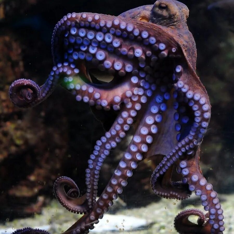 Спрутеля. Осьминог Octopus vulgaris. Amphioctopus marginatus. Длиннощупальцевый Спрут. Октопус вульгарис.