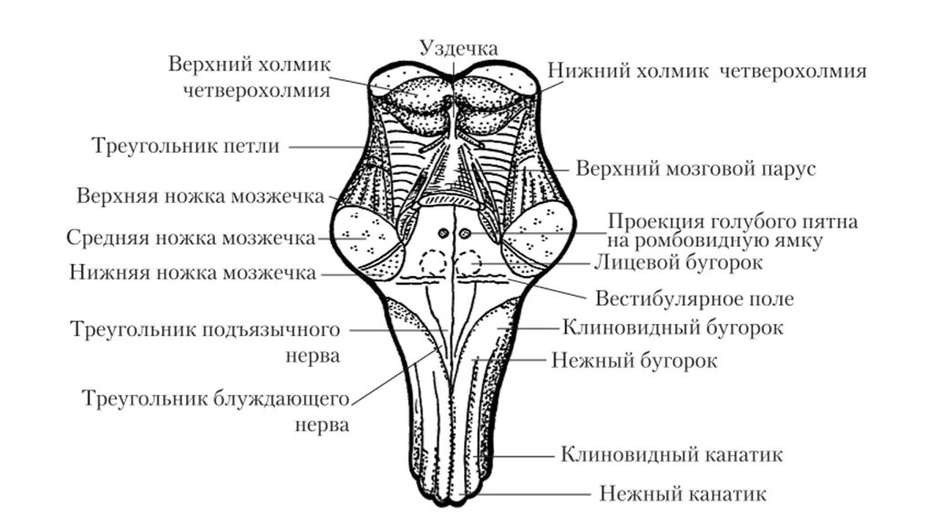 Поверхности заднего мозга. Структуры дорсальной поверхности продолговатого мозга. Продолговатый мозг дорсальная поверхность строение. Перекрест пирамид продолговатого мозга. Схема строения продолговатого мозга.
