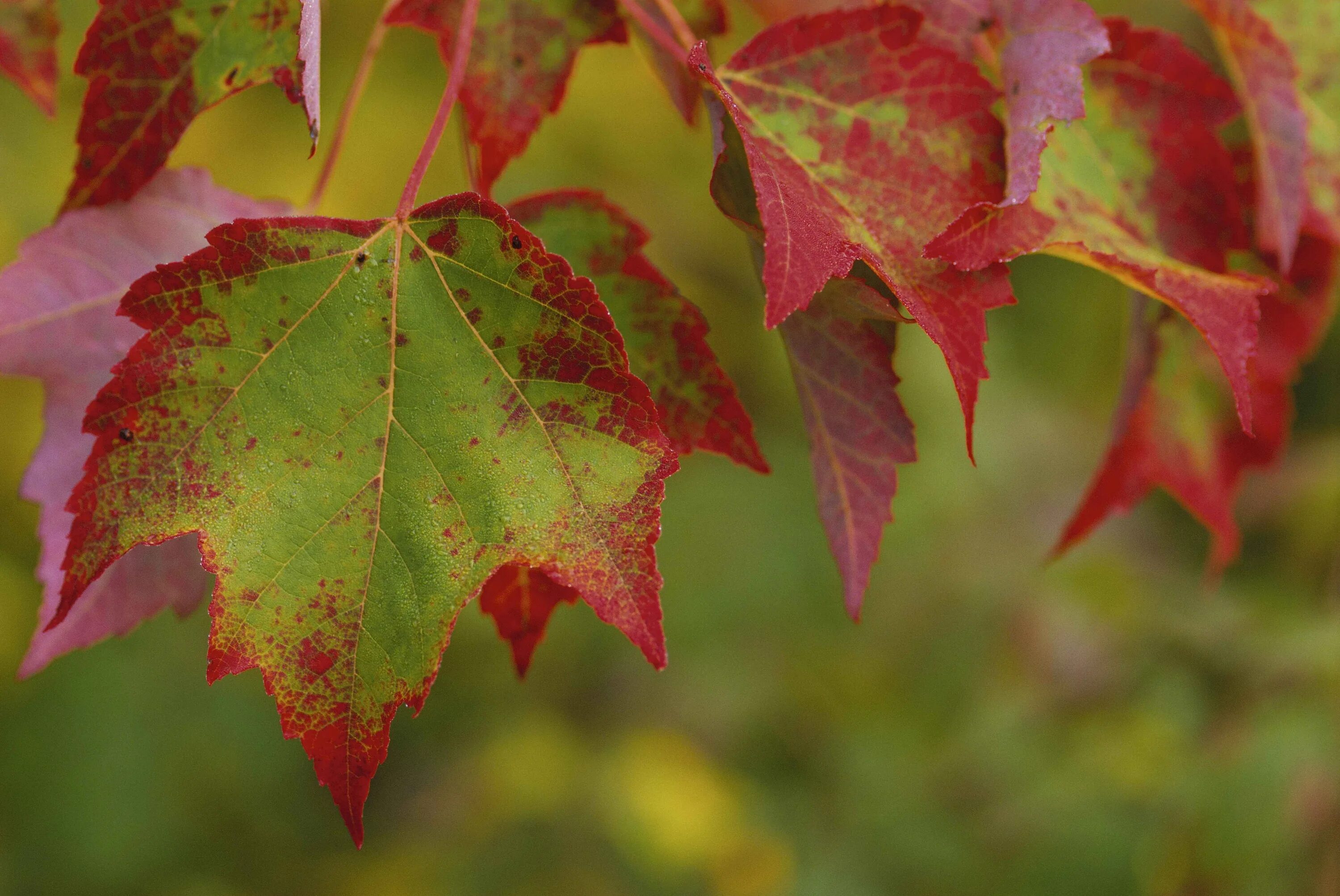 Изменения цвета листьев. Клен Acer rubrum "Brandywine". Осенние листья. Листья деревьев. Разноцветные листья.